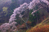 入小滝の山桜
