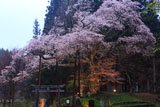 磯上の山桜