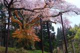 磯上の山桜の絡み合う幹