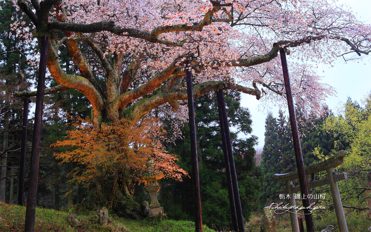 磯上の山桜の絡み合う幹 壁紙