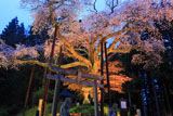 栃木県の桜