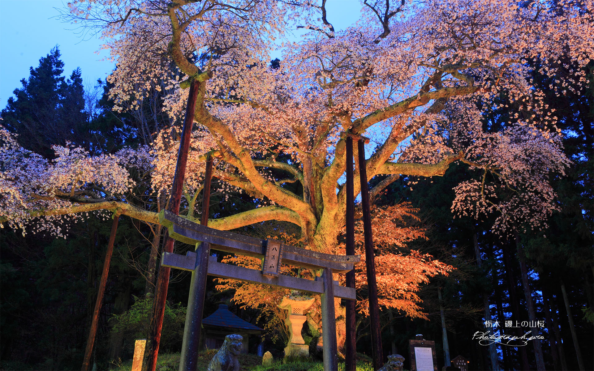 磯上の山桜のライトアップ