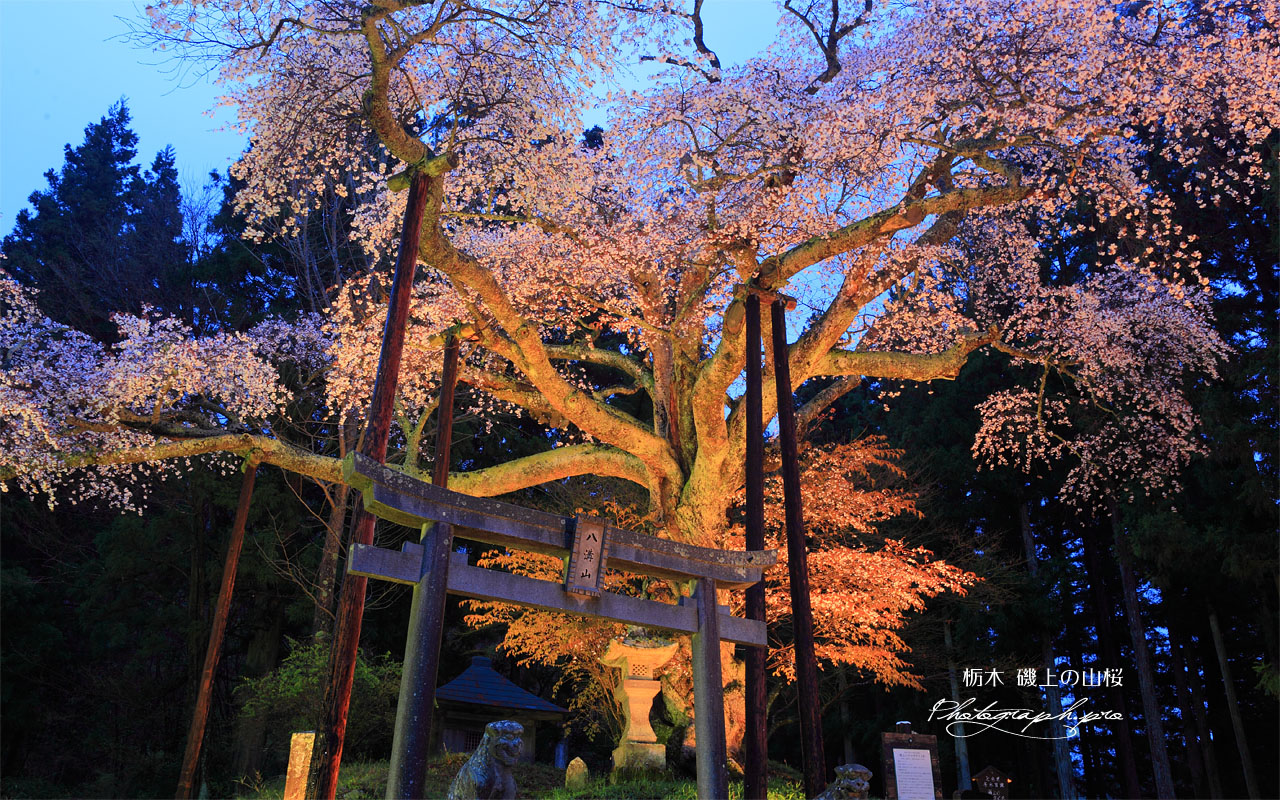 磯上の山桜のライトアップ 壁紙