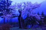 暁の謙信の逆さ桜