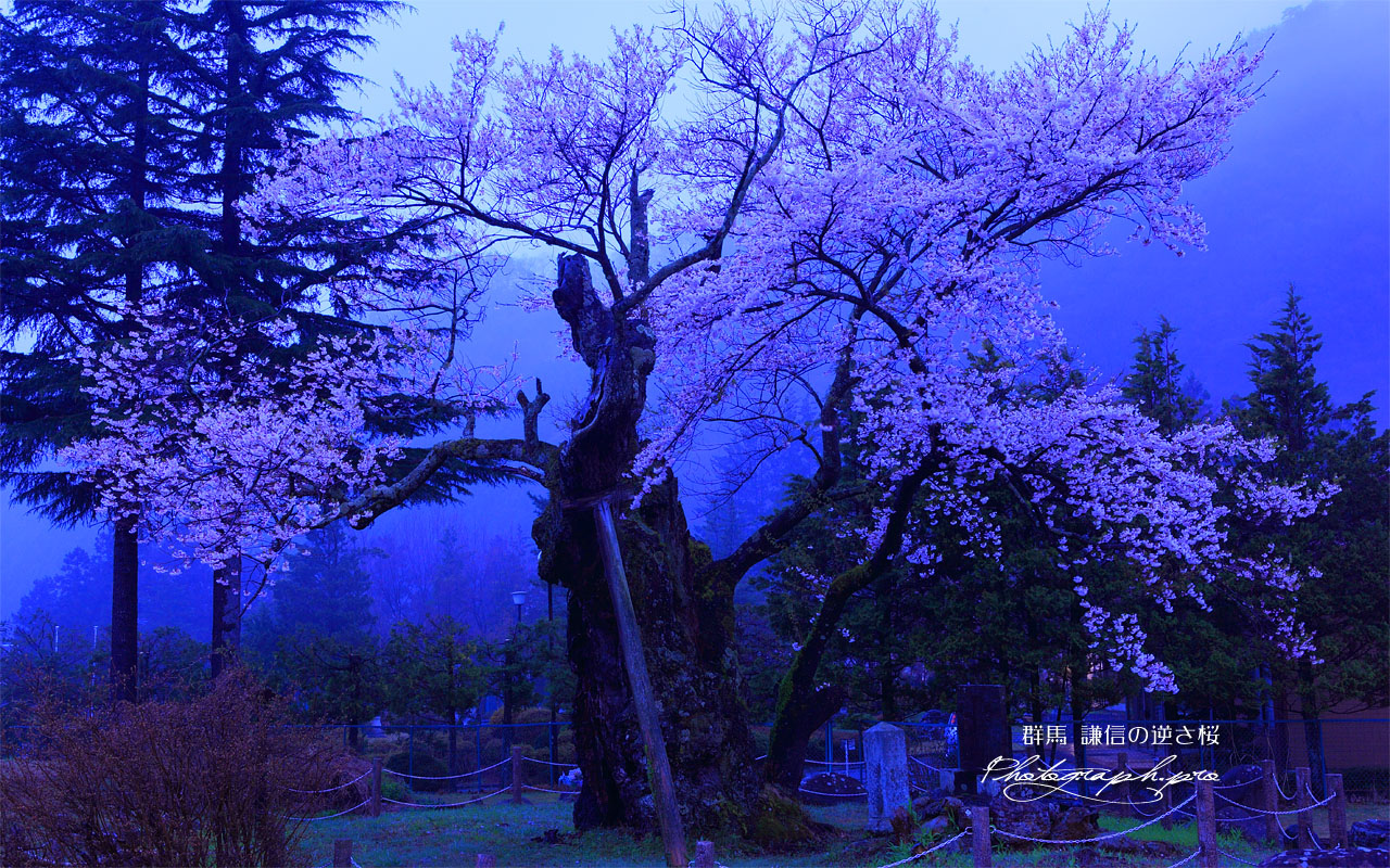 暁の謙信の逆さ桜 壁紙