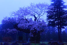 謙信の逆さ桜