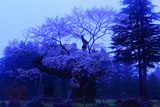 謙信の逆さ桜