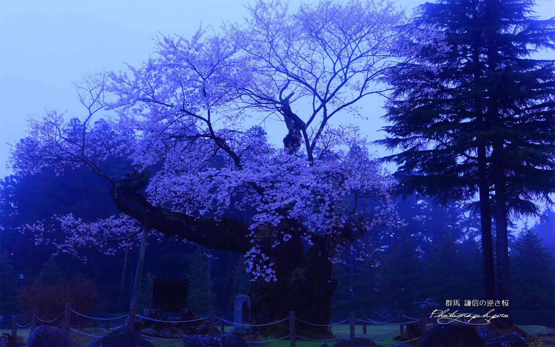 朝霧の謙信の逆さ桜