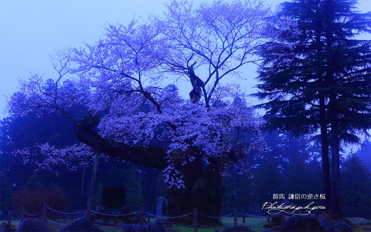朝霧の謙信の逆さ桜 壁紙