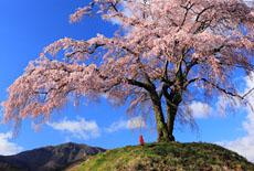 群馬県の桜
