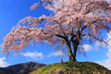 群馬県の桜