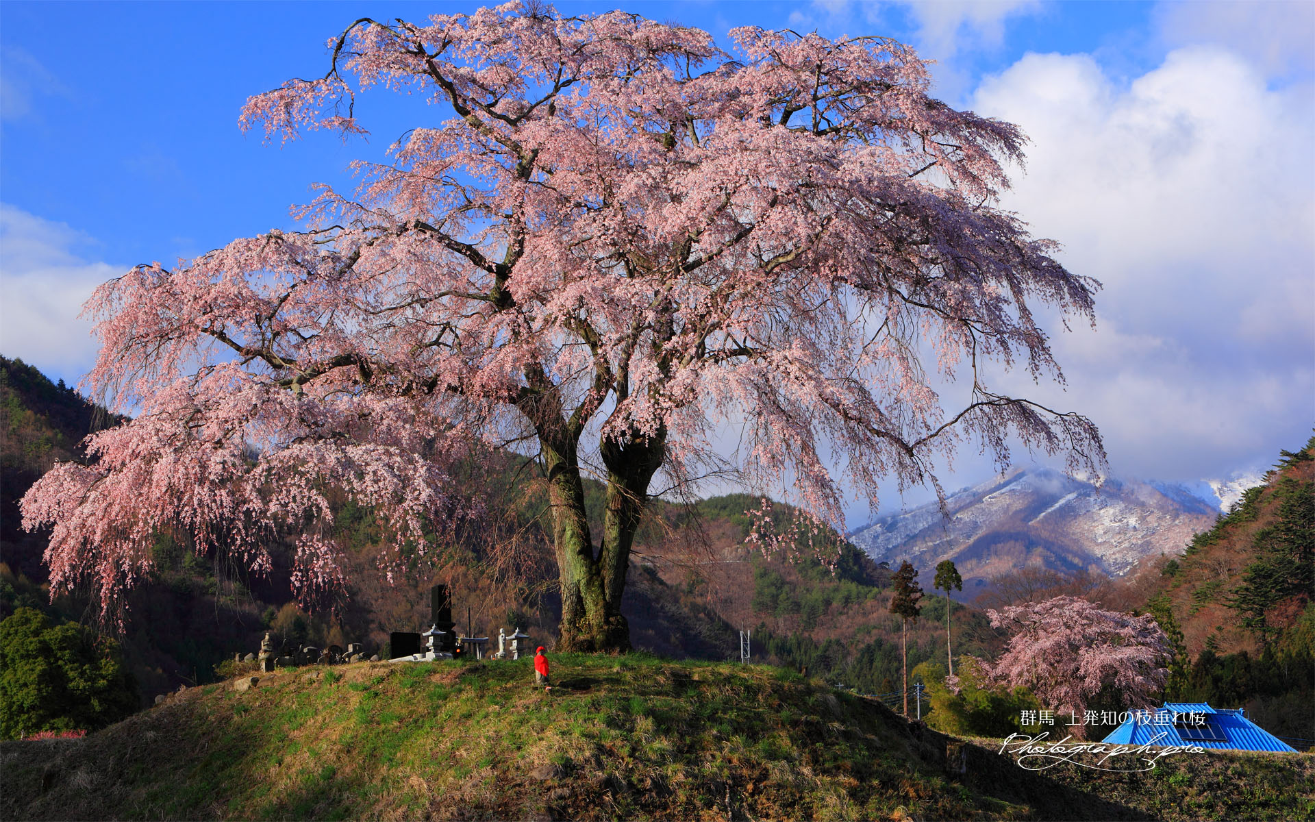 里山の一本桜