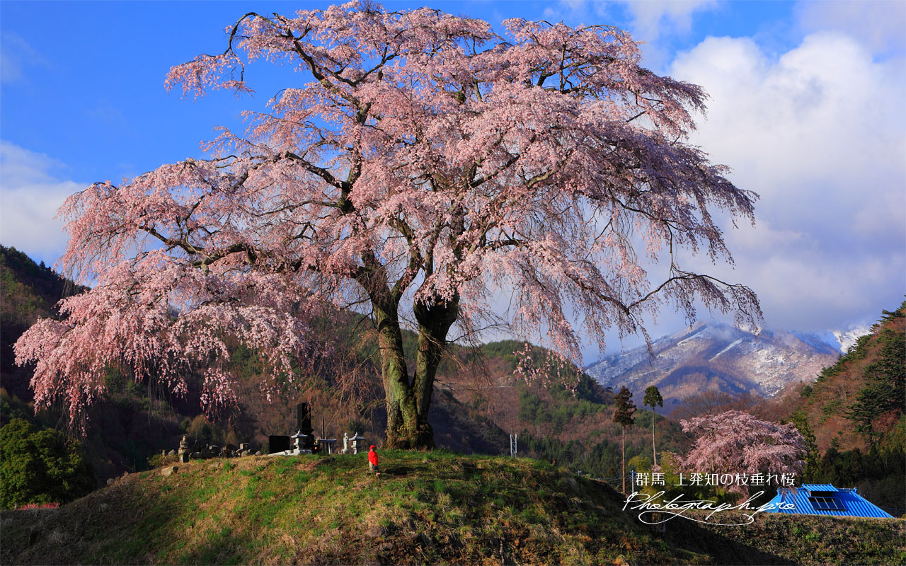 里山の一本桜 壁紙