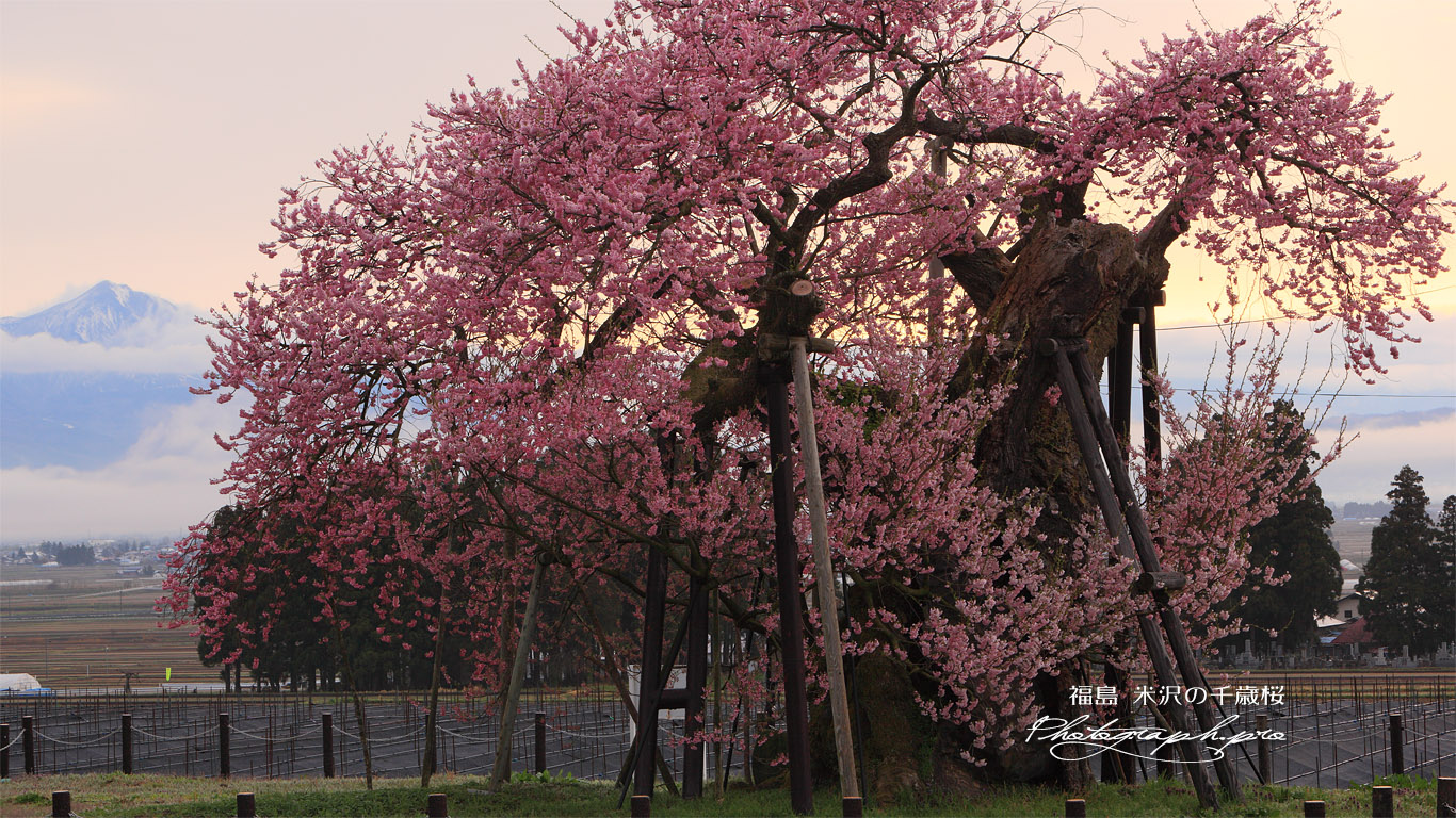 米沢の千歳桜 壁紙
