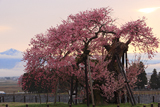 米沢の千歳桜