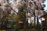 浄法寺の乳母桜