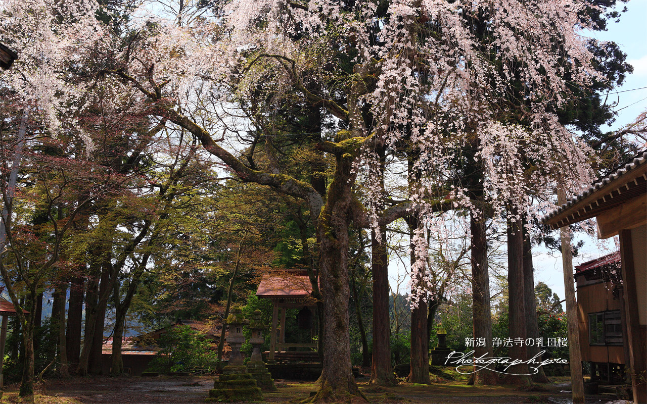 浄法寺の乳母桜 壁紙