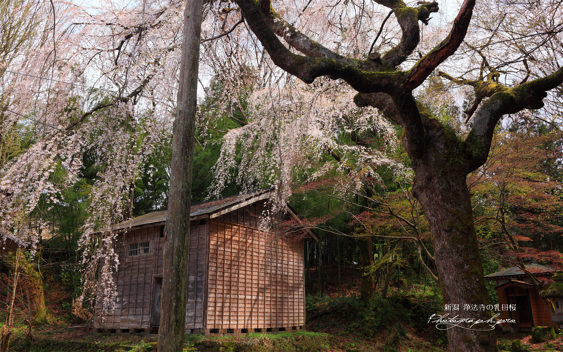 浄法寺の乳母桜