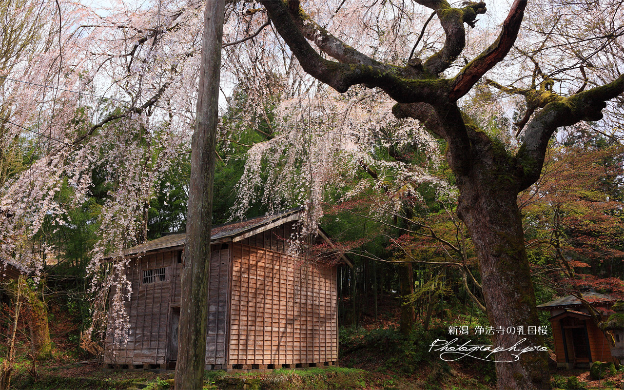 浄法寺の乳母桜 壁紙