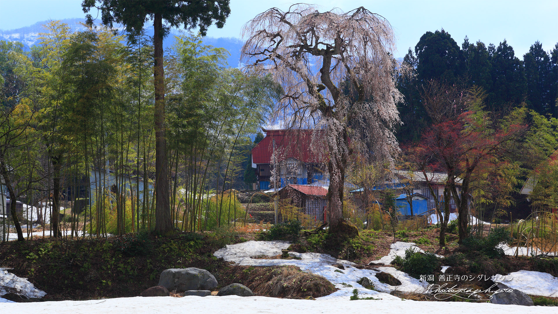 旧善正寺跡の枝垂れ桜