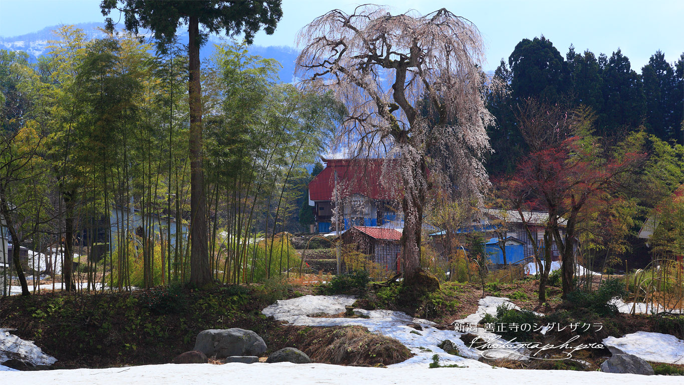 旧善正寺跡の枝垂れ桜 壁紙