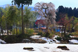 旧善正寺跡の枝垂れ桜