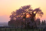 米沢の千歳桜