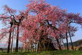 会津の桜