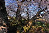 石部桜の根元の妙