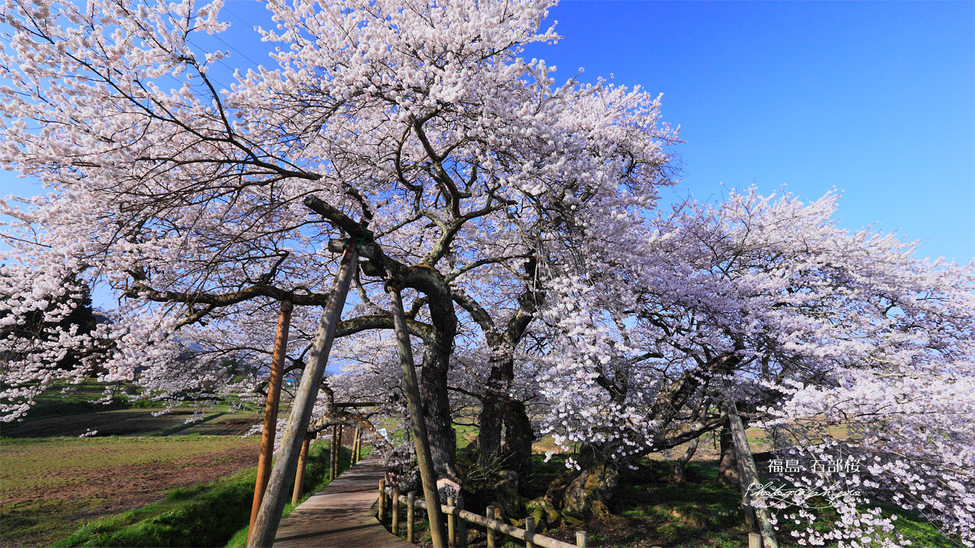 お花見日和の石部桜 壁紙