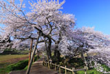 お花見日和の石部桜