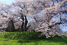 石部桜