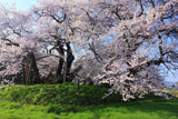 石部桜