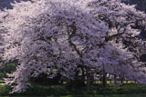 石部の桜