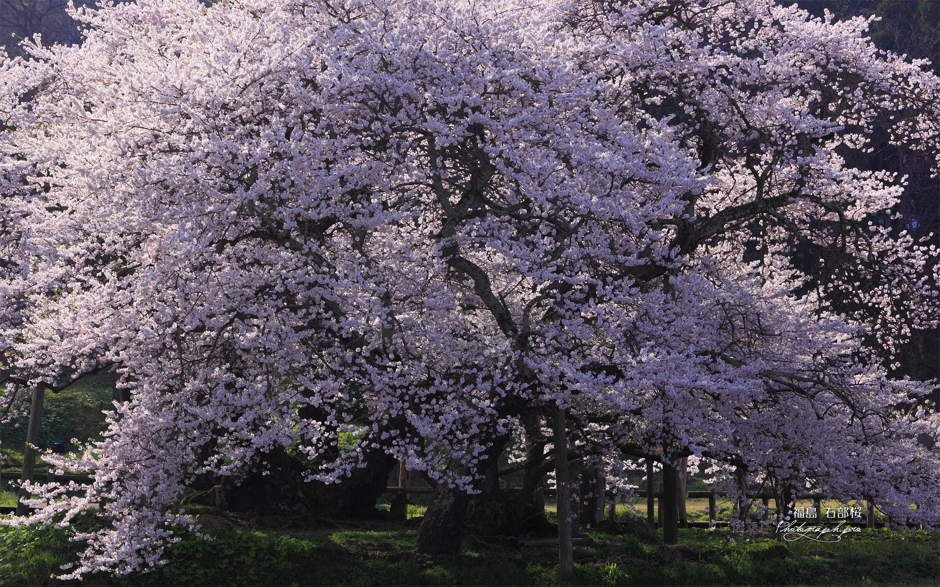 石部の桜
