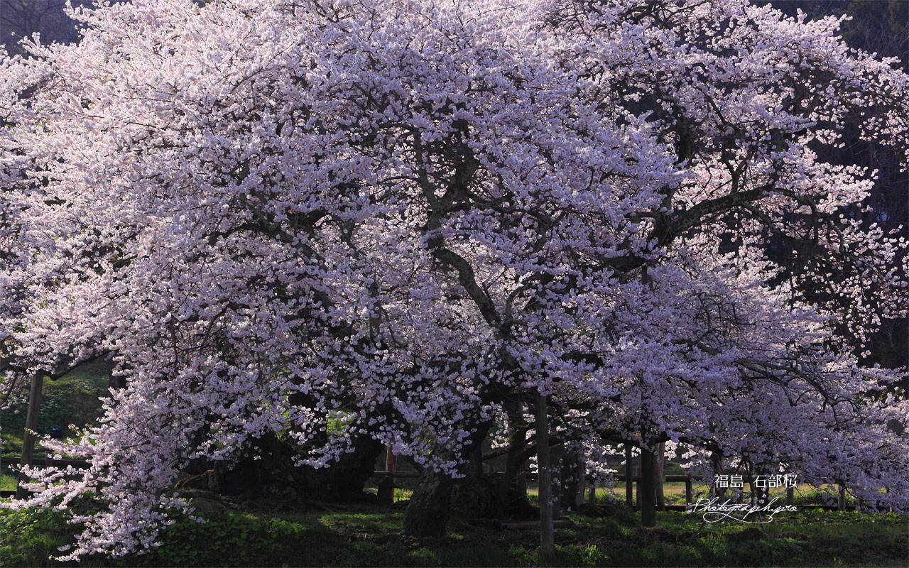 石部の桜 壁紙