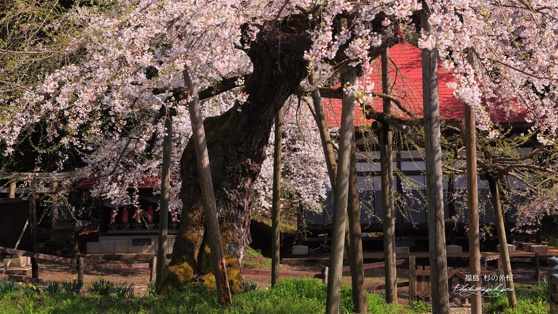 杉の糸桜