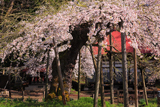 杉の糸桜