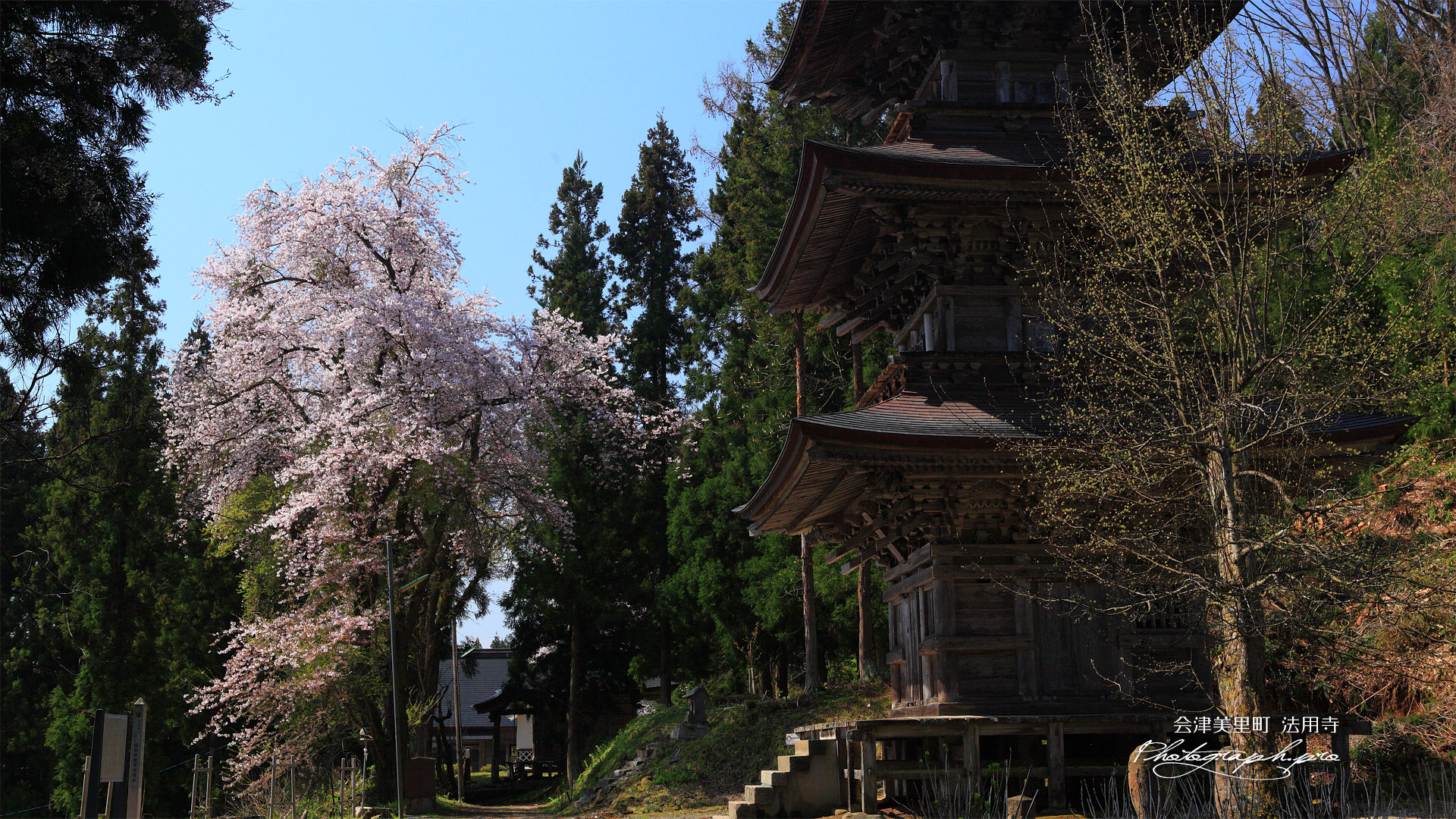 会津美里町 法用寺三重塔と桜