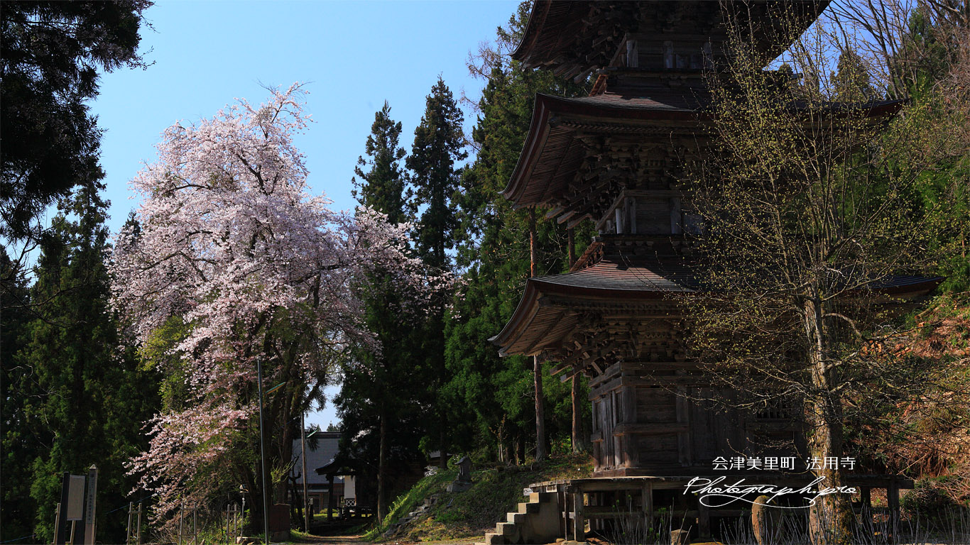 会津美里町 法用寺三重塔と桜 壁紙