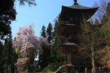 会津美里町 法用寺三重塔と桜