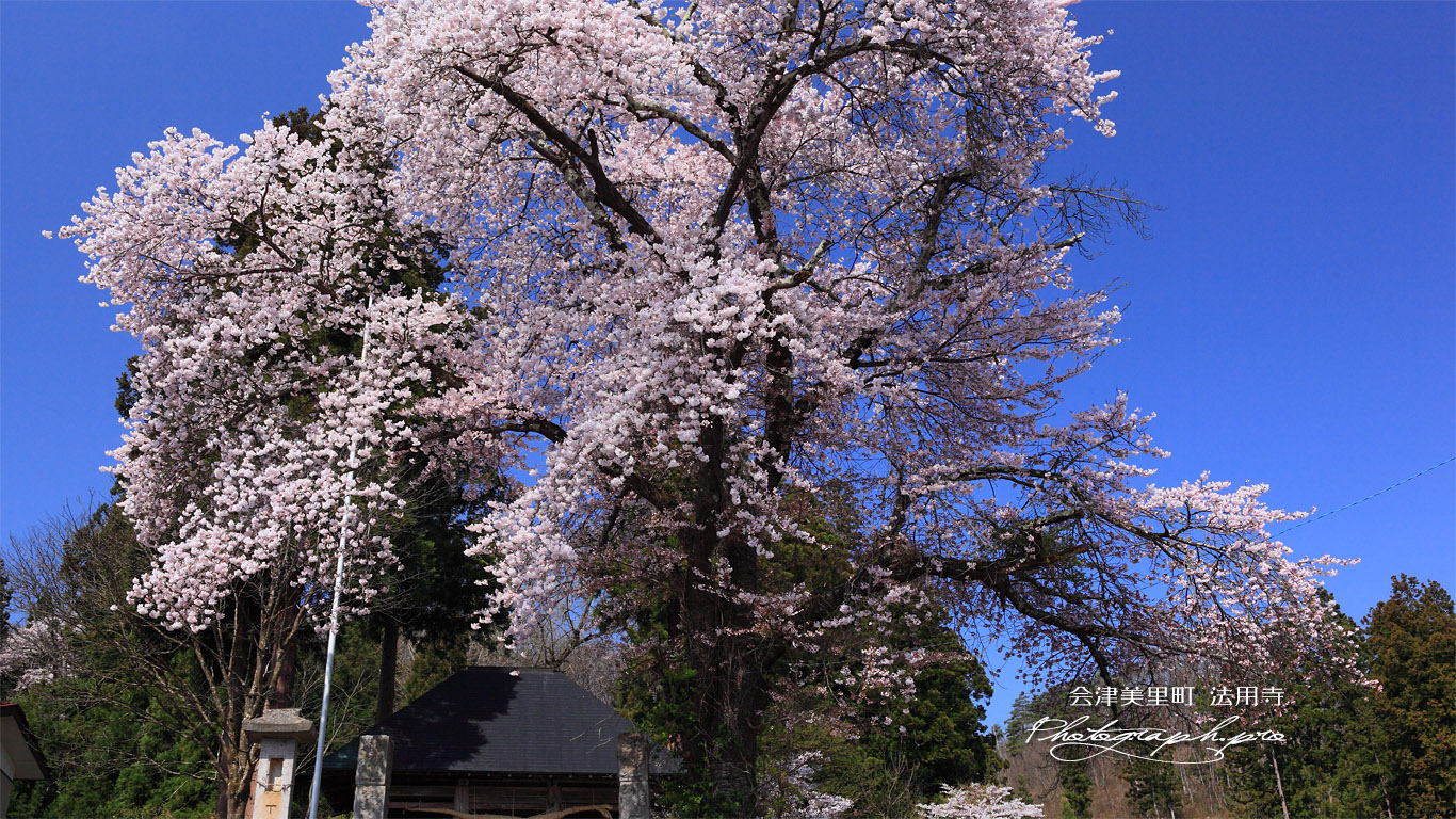 会津美里町 桜と法用寺仁王門 壁紙