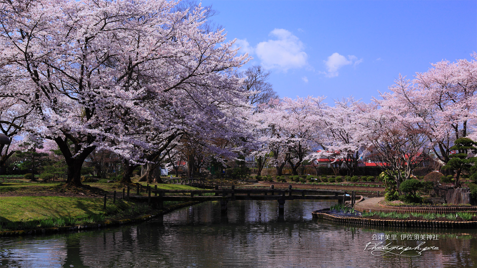 伊佐須美神社の桜