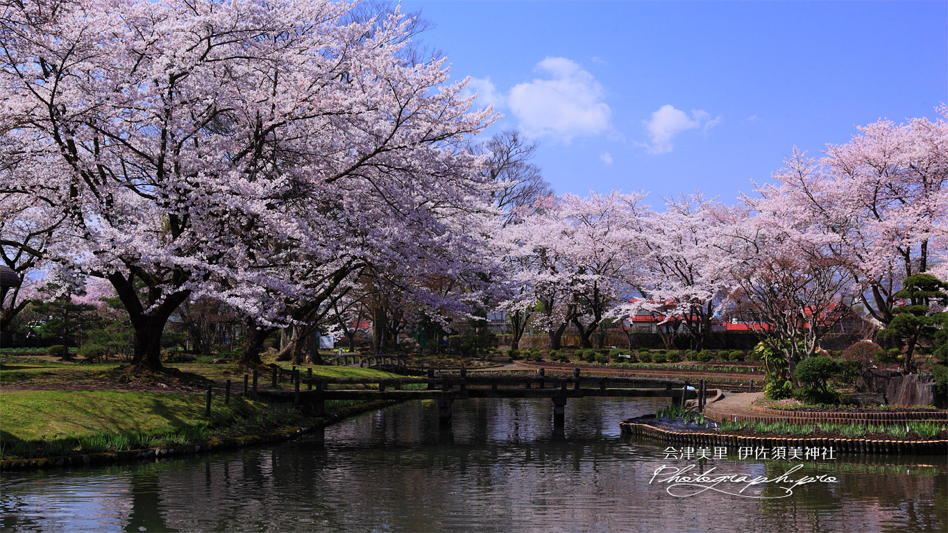 伊佐須美神社の桜 壁紙