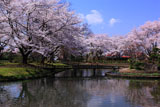 伊佐須美神社外苑の桜