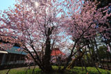 極楽寺の野中桜