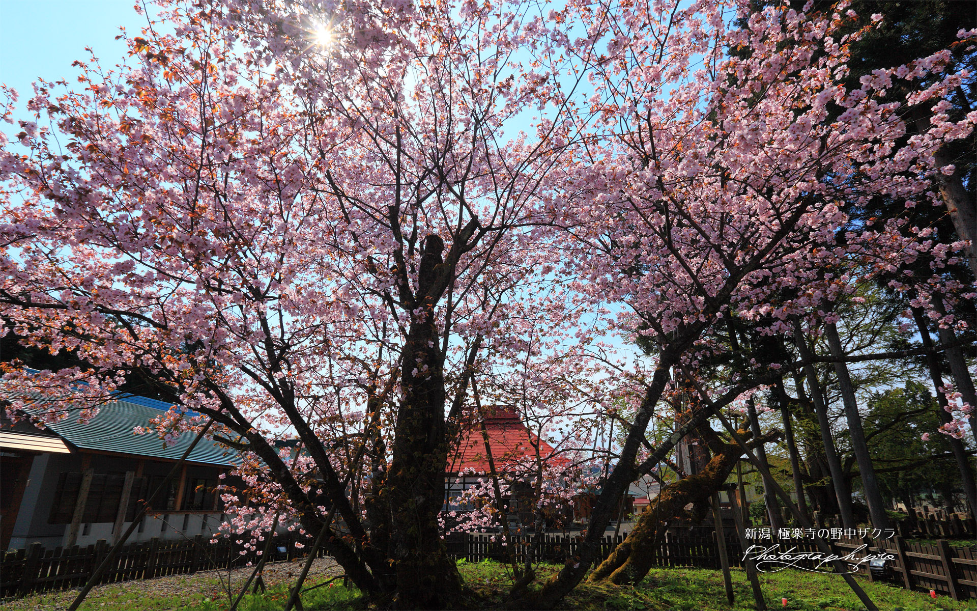 極楽寺の野中桜