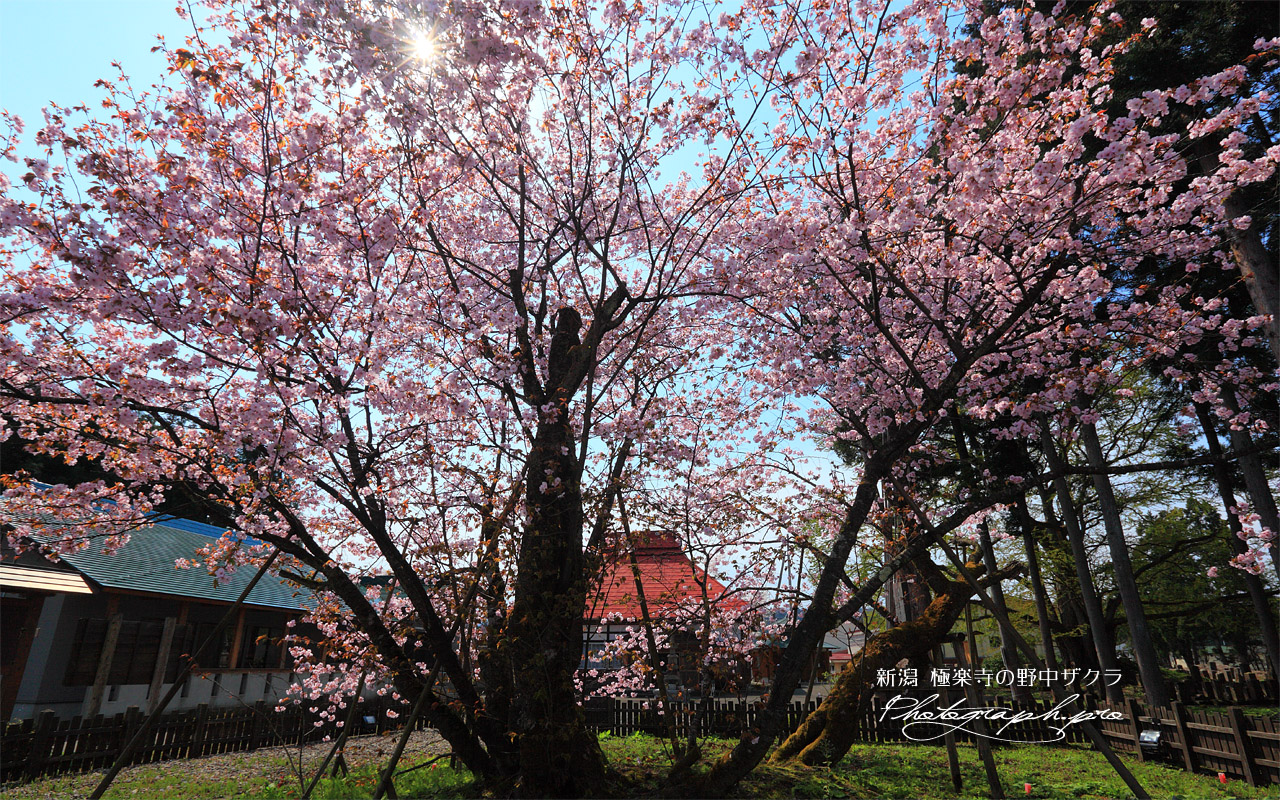 極楽寺の野中桜 壁紙