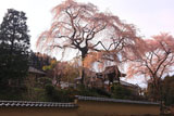 昌建寺の枝垂れ桜