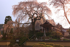 昌建寺のしだれ桜